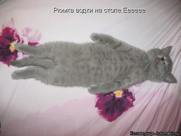 Котоматрица: Рюмка водки на столе.Ееееее