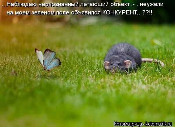 Котоматрица: ...Наблюдаю неопознанный летающий объект..- ..неужели на моем зеленом поле объявился КОНКУРЕНТ...??!!