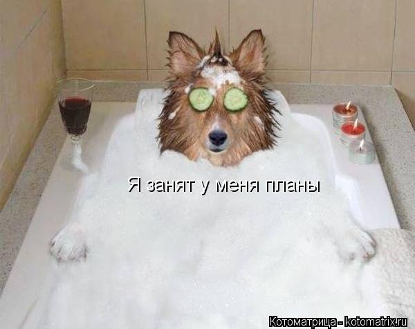 Котоматрица: Я занят у меня планы