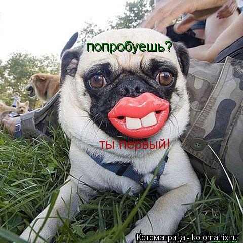 Котоматрица: попробуешь? ты первый!