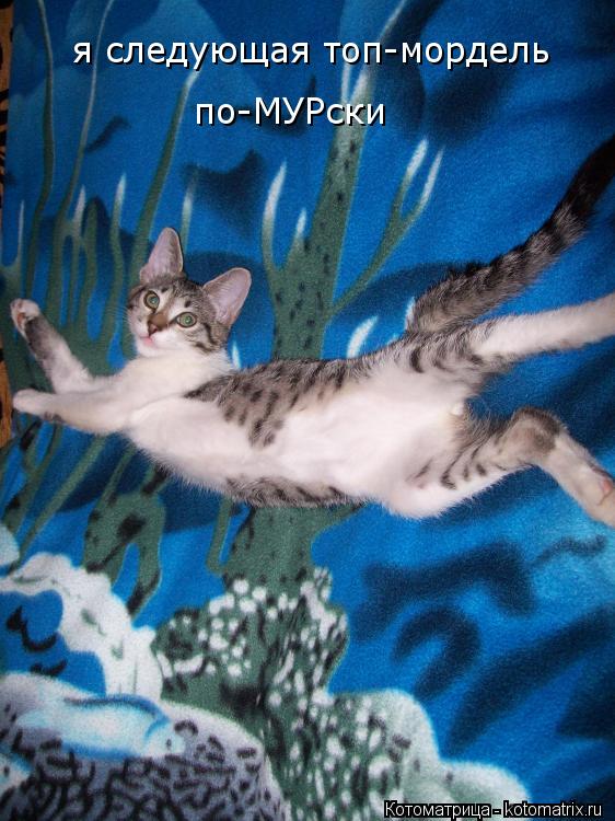 Котоматрица: я следующая топ-мордель  по-МУРски