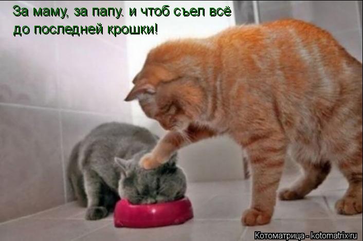 За маму, за папу. и чтоб съел всё до последней крошки!... Котоматрица: За маму, за папу. и чтоб съел всё до последней крошки!