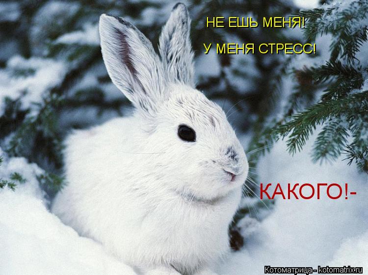 Котоматрица: НЕ ЕШЬ МЕНЯ! У МЕНЯ СТРЕСС! КАКОГО!-