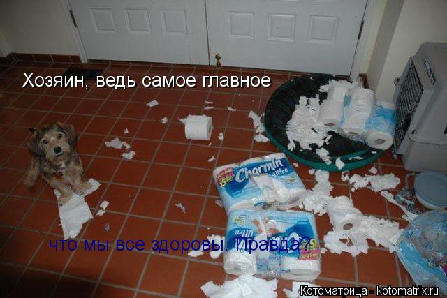 Хозяин, ведь самое главное что мы все здоровы. Правда?... Котоматрица: Хозяин, ведь самое главное что мы все здоровы. Правда?