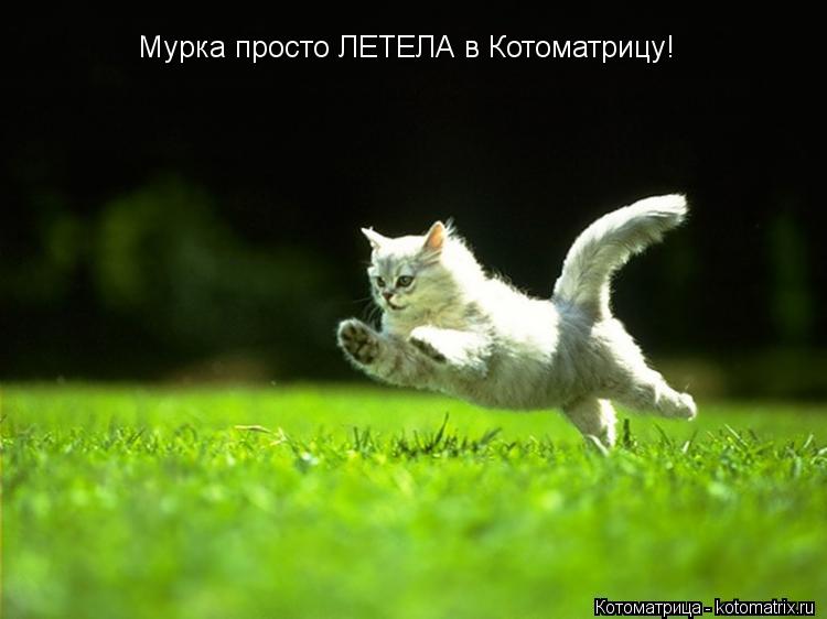 Котоматрица: Мурка просто ЛЕТЕЛА в Котоматрицу!