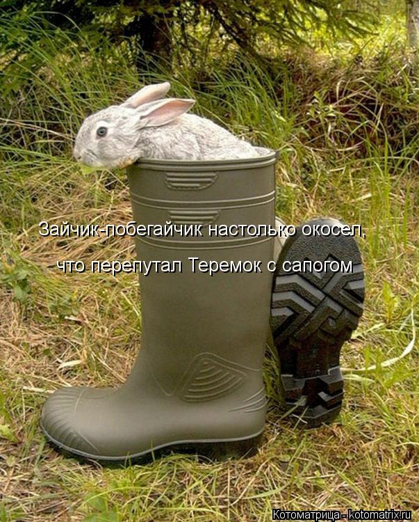 Зайчик-побегайчик настолько окосел, что перепутал Теремок с сапогом... Котоматрица: Зайчик-побегайчик настолько окосел, что перепутал Теремок с сапогом