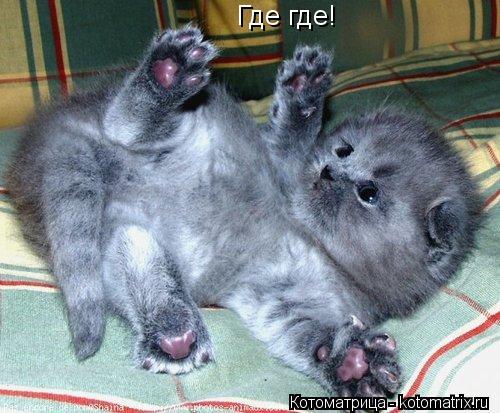 Котоматрица: Где где!