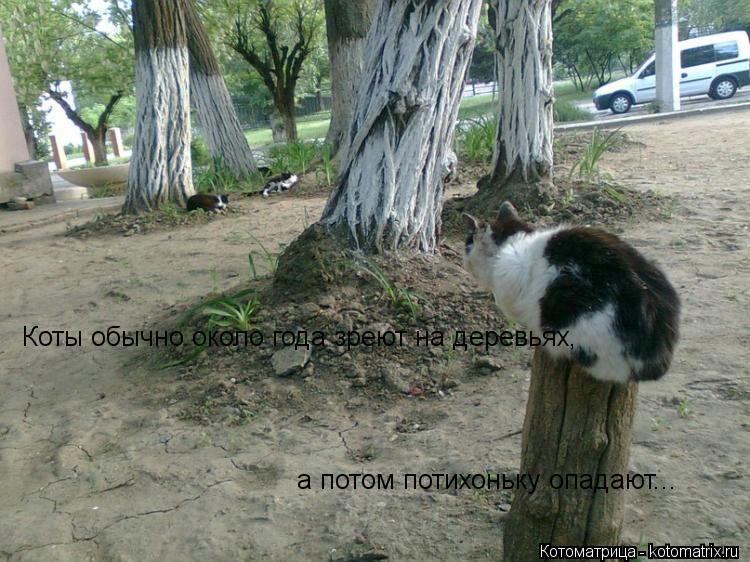 Котоматрица: Коты обычно около года зреют на деревьях, а потом потихоньку опадают...
