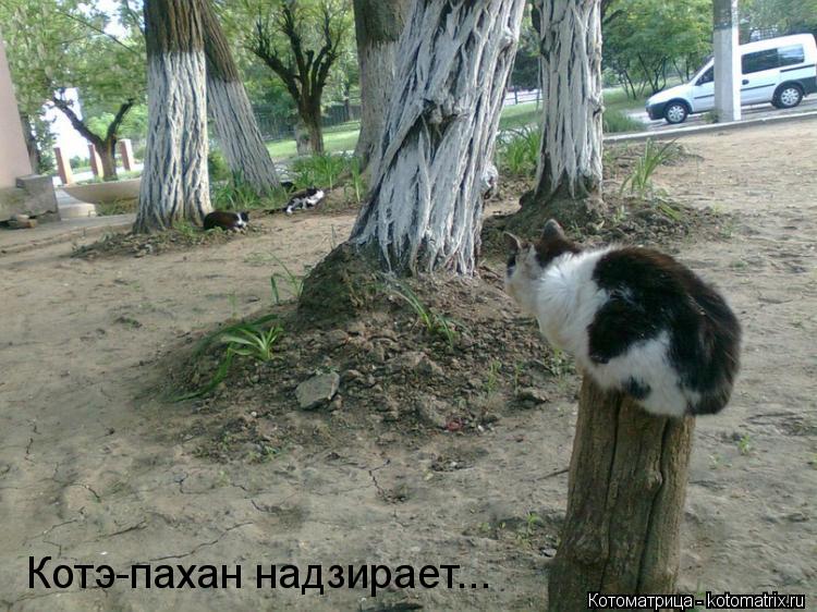Котоматрица: Котэ-пахан надзирает...