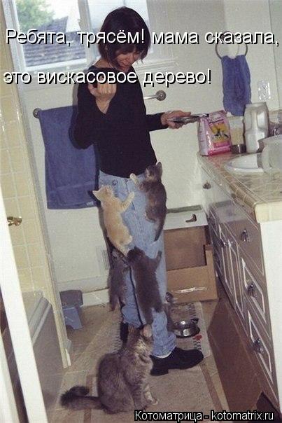 Ребята, трясём! мама сказала, это вискасовое дерево! это вискасовое дерево! это вискасовое дерево!... Котоматрица: Ребята, трясём! мама сказала, это вискасовое дерево! это вискасовое дерево! это вискасовое дерево!
