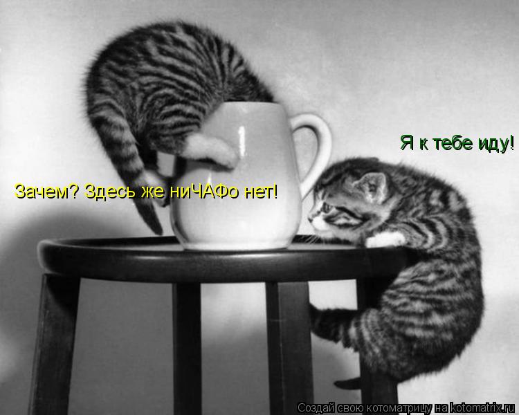 Я к тебе иду! Зачем? Здесь же ниЧАФо нет!... Котоматрица: Я к тебе иду! Зачем? Здесь же ниЧАФо нет!