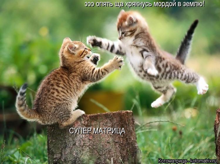 Котоматрица: СУПЕР МАТРИЦА эээ опять ща хрякнусь мордой в землю!