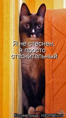 Котоматрица: Я не стеснен,  я просто  стеснительный.