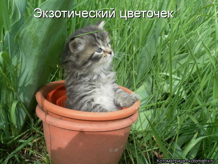 Экзотический цветочек... Котоматрица: Экзотический цветочек