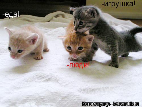 -еда! -люди! -игрушка!... Котоматрица: -еда! -люди! -игрушка!