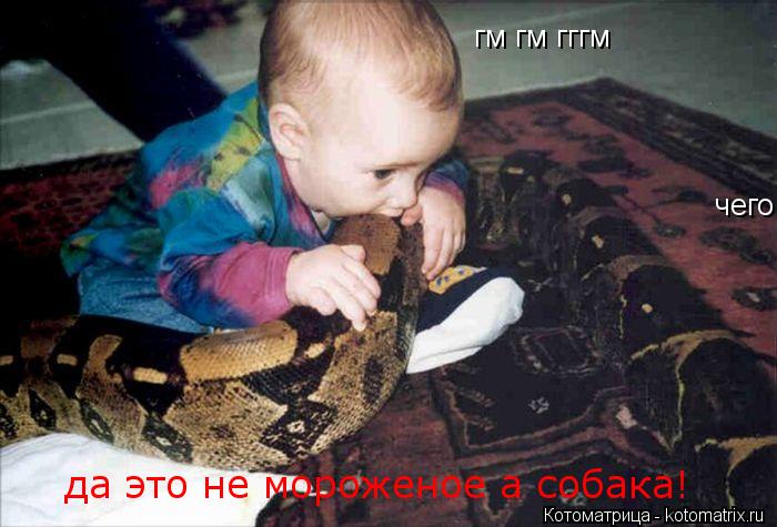 Котоматрица: гм гм гггм чего да это не мороженое а собака!