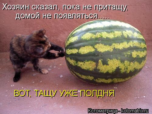 Котоматрица: Хозяин сказал, пока не притащу, домой не появляться..... ВОТ, ТАЩУ УЖЕ ПОЛДНЯ