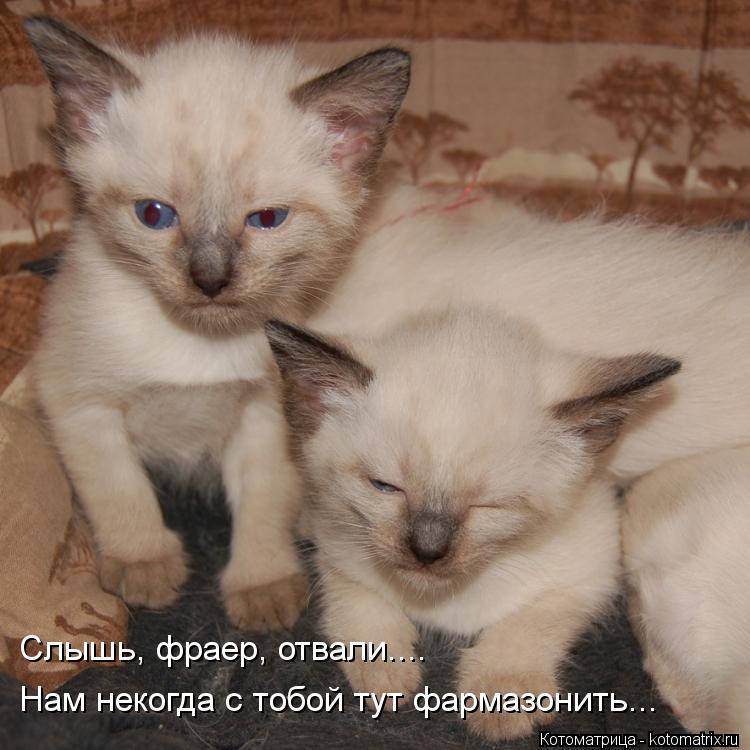 Слышь, фраер, отвали.... Нам некогда с тобой тут фармазонить...... Котоматрица: Слышь, фраер, отвали.... Нам некогда с тобой тут фармазонить...