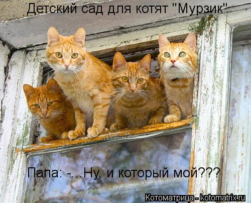 Детский сад для котят "Мурзик" Папа: -...Ну, и который мой???... Котоматрица: Детский сад для котят "Мурзик" Папа: -...Ну, и который мой???