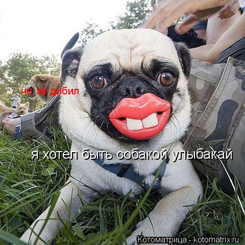 Котоматрица: я хотел быть собакой улыбакай чо за дибил