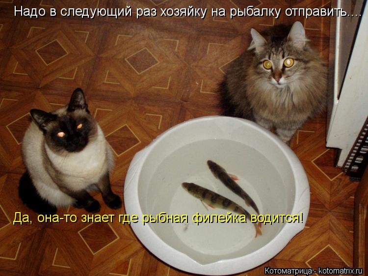 Надо в следующий раз хозяйку на рыбалку отправить.... Да, она-то знает где рыбная филейка водится!... Котоматрица: Надо в следующий раз хозяйку на рыбалку отправить.... Да, она-то знает где рыбная филейка водится!