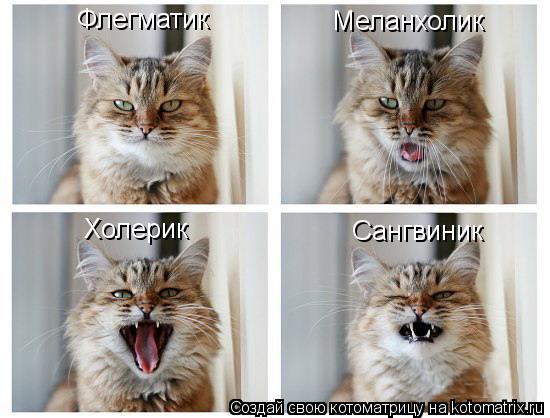 Флегматик Меланхолик Холерик Сангвиник... Котоматрица: Флегматик Меланхолик Холерик Сангвиник