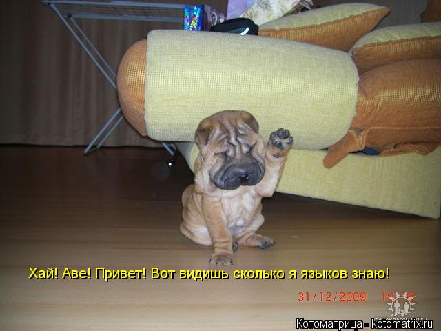 Хай! Аве! Привет! Вот видишь сколько я языков знаю!... Котоматрица: Хай! Аве! Привет! Вот видишь сколько я языков знаю!