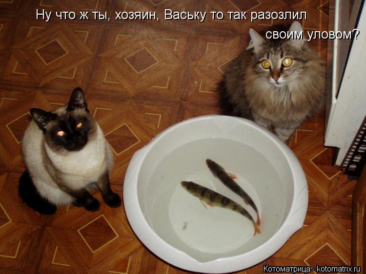 Ну что ж ты, хозяин, Ваську то так разозлил своим уловом?... Котоматрица: Ну что ж ты, хозяин, Ваську то так разозлил своим уловом?
