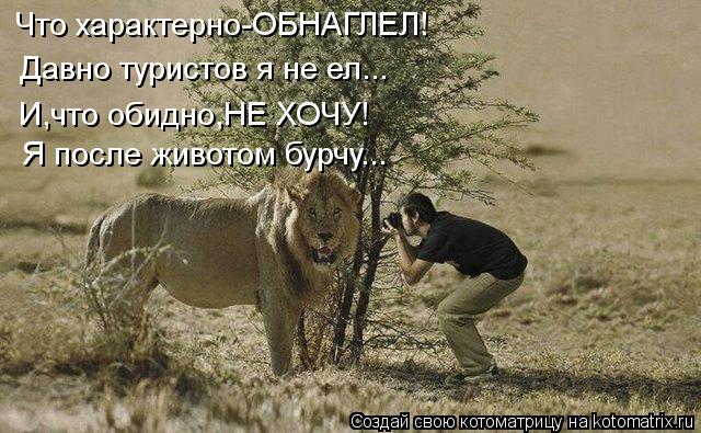 Что характерно-ОБНАГЛЕЛ! Давно туристов я не ел... И,что обидно,НЕ ХОЧУ! Я после животом бурчу...... Котоматрица: Что характерно-ОБНАГЛЕЛ! Давно туристов я не ел... И,что обидно,НЕ ХОЧУ! Я после животом бурчу...
