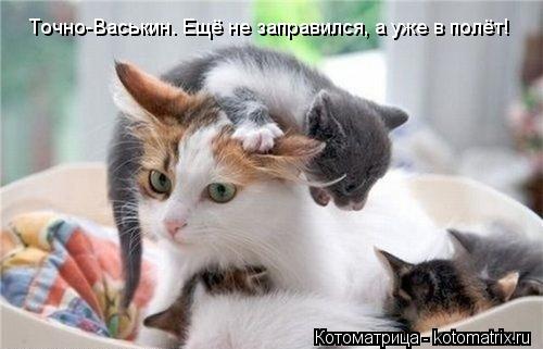 Точно-Васькин. Ещё не заправился, а уже в полёт!... Котоматрица: Точно-Васькин. Ещё не заправился, а уже в полёт!