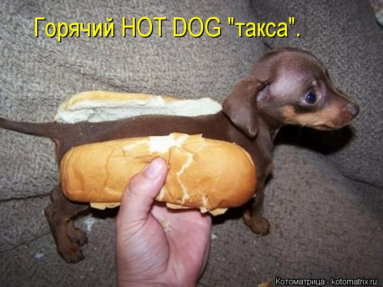 Горячий HOT DOG "такса".... Котоматрица: Горячий HOT DOG "такса".