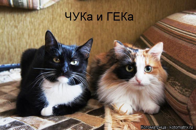 Котоматрица: ЧУКа и ГЕКа