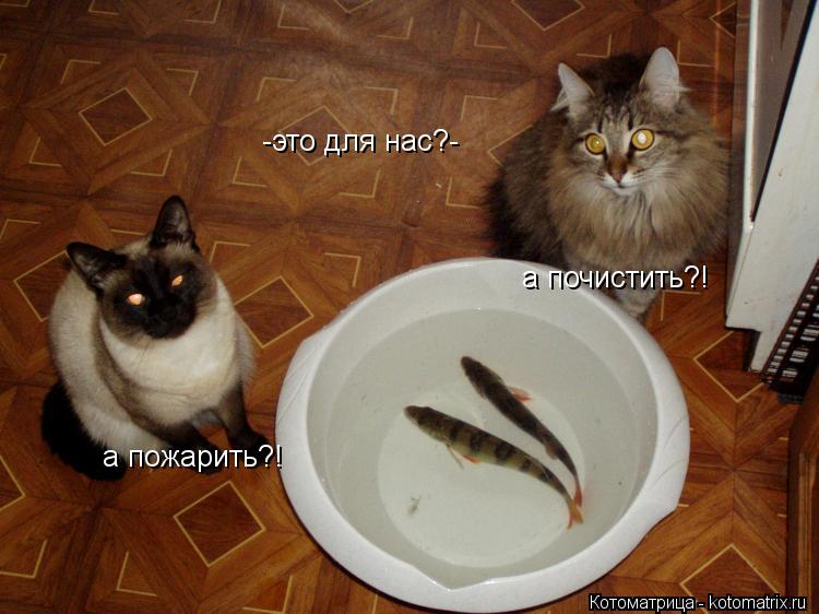 Котоматрица: -это для нас?- а пожарить?! а почистить?!