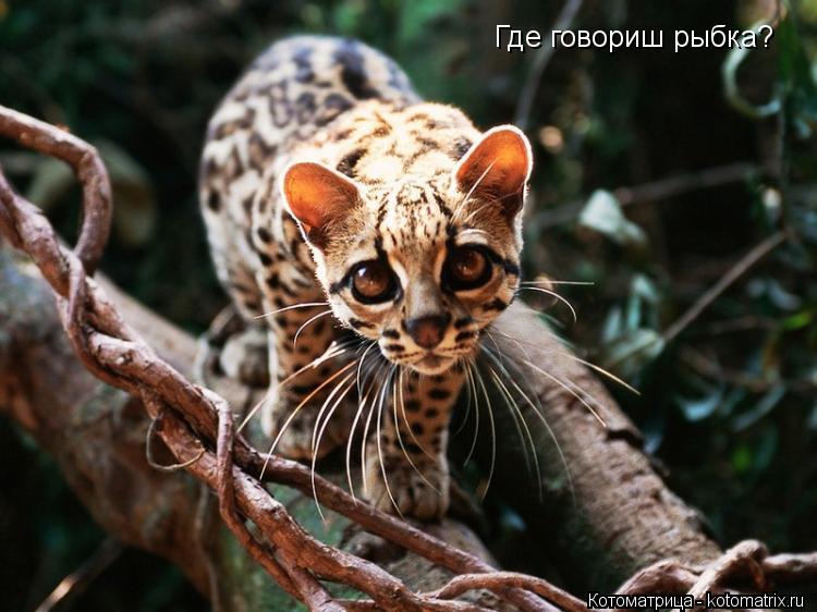 Котоматрица: Где говориш рыбка?