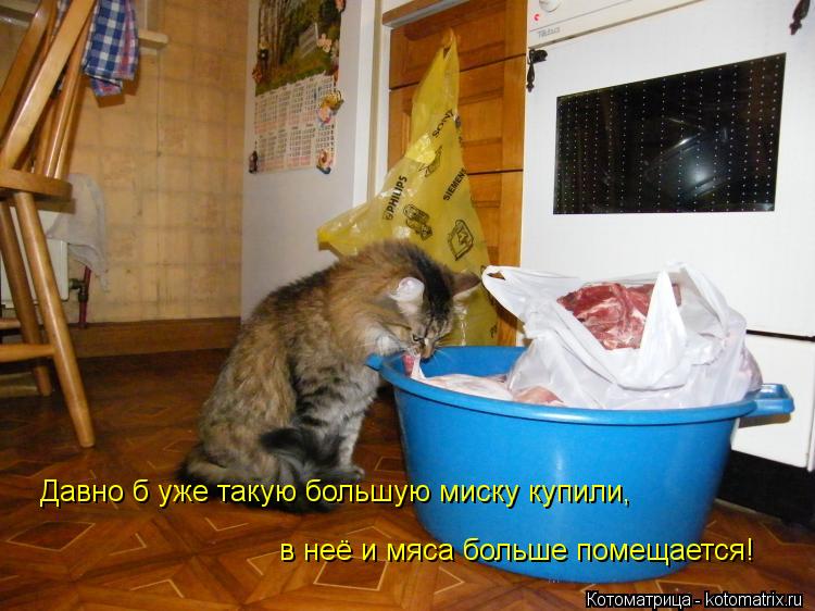 Котоматрица: Давно б уже такую большую миску купили, в неё и мяса больше помещается!