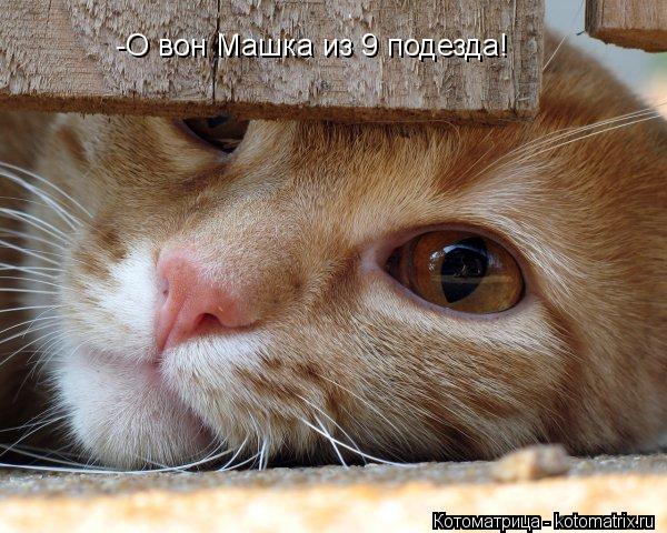 -О вон Машка из 9 подезда!... Котоматрица: -О вон Машка из 9 подезда!