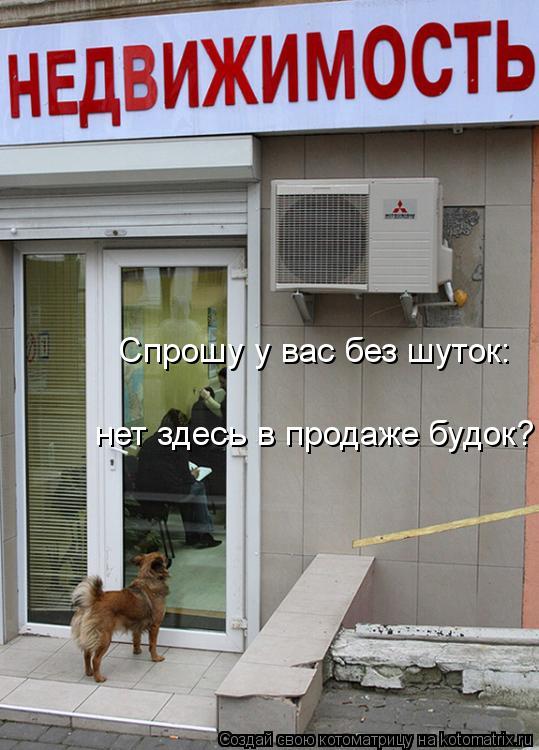 Спрошу у вас без шуток: нет здесь в продаже будок?... Котоматрица: Спрошу у вас без шуток: нет здесь в продаже будок?