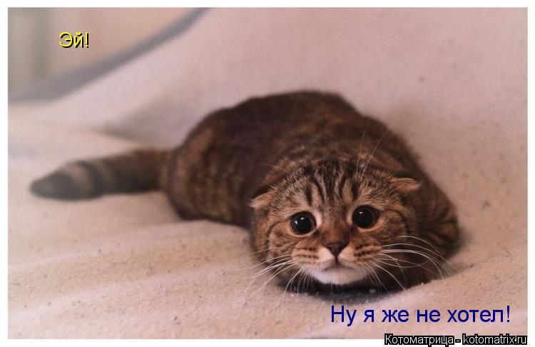 Эй! Ну я же не хотел!... Котоматрица: Эй! Ну я же не хотел!