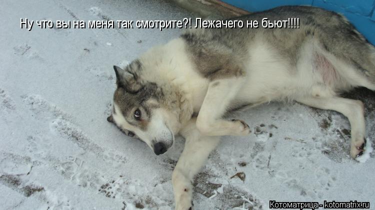 Ну что вы на меня так смотрите?! Лежачего не бьют!!!!... Котоматрица: Ну что вы на меня так смотрите?! Лежачего не бьют!!!!