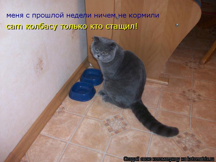 меня с прошлой недели ничем не кормили cam колбасy только кто стащил!... Котоматрица: меня с прошлой недели ничем не кормили cam колбасy только кто стащил!