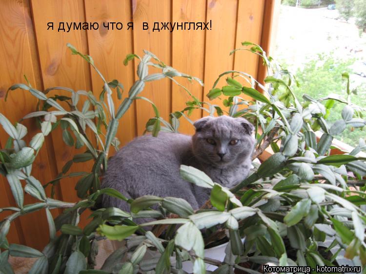 Котоматрица: я думаю что я  в джунглях!