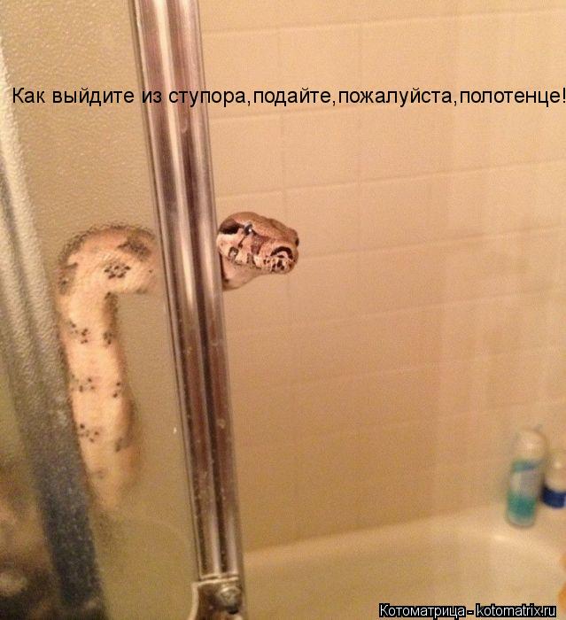Как выйдите из ступора,подайте,пожалуйста,полотенце!... Котоматрица: Как выйдите из ступора,подайте,пожалуйста,полотенце!