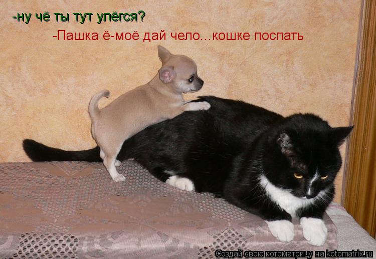 -ну чё ты тут улёгся? -Пашка ё-моё дай чело...кошке поспать... Котоматрица: -ну чё ты тут улёгся? -Пашка ё-моё дай чело...кошке поспать