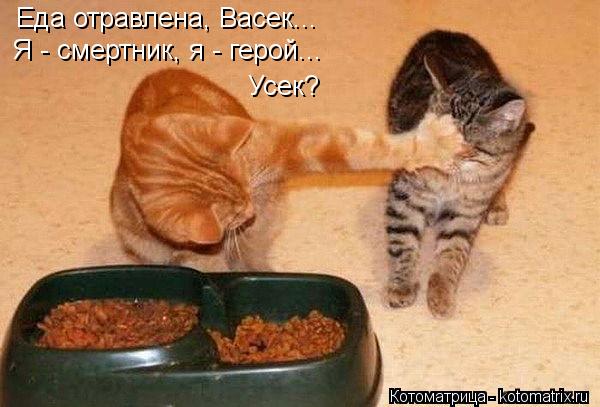 Котоматрица: Я случайно.... В тапки нассал.