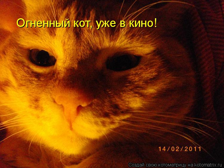 Огненный кот, уже в кино!... Котоматрица: Огненный кот, уже в кино!