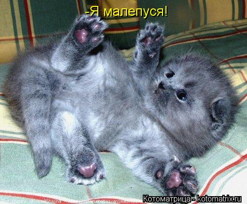 Котоматрица: -Я малепуся!