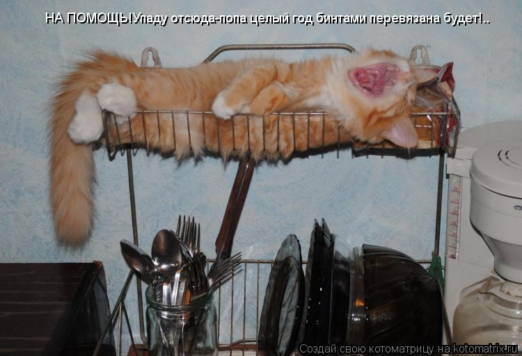 Котоматрица: НА ПОМОЩЬ!Упаду отсюда-попа целый год бинтами перевязана будет!..