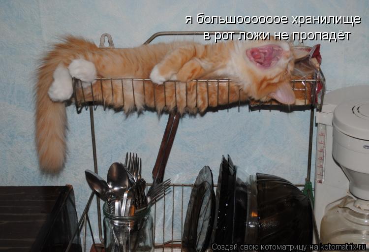 Котоматрица: я большоооооое хранилище  в рот ложи не пропадёт
