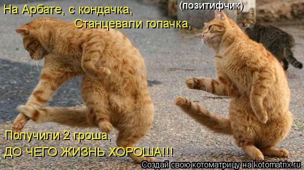 Котоматрица: На Арбате, с кондачка,  Станцевали гопачка, Получили 2 гроша, ДО ЧЕГО ЖИЗНЬ ХОРОША!!! (позитифчик)