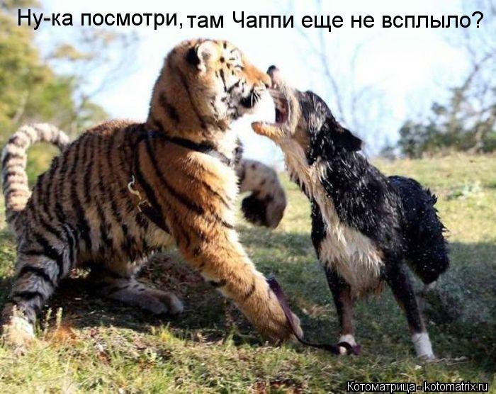 Котоматрица: Ну-ка посмотри, там Чаппи еще не всплыло?